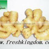 fresh ginger air dried ginger price