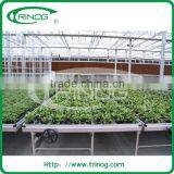 Ebb and Flow Seeding Beds in Commercial Greenhouse thumbnail-2