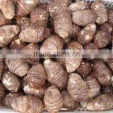 Chinese Fresh Taro thumbnail-1