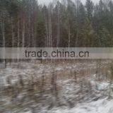 Bed Slats LVL Pine or Birch Wood Logs Hardwood thumbnail-3