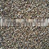 Cassia Tea/Cassia Tora Seed/Semen Cassiae Seeds/Cassia Tora Seeds From India - CTS thumbnail-2