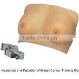 Inspection and Palpation of Breast Cancer Training Model