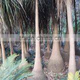 Nolina for Indoor Decoration thumbnail-1