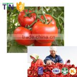 TTN slightly sour sun dried vegetable fruits tomato