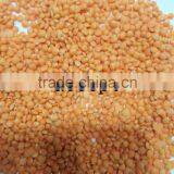 World Top Lentils Sorting Equipment by Color! Farming Machine for Lentils!