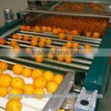 ORANGES FROM EGYPT