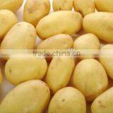 2016 New Crop Holland Potato in Low Price