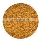 Yellow Dried Mealworm Bird Food thumbnail-1