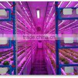 Vegetable Factory Greenhouses thumbnail-3