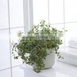 Plastic Round Succulent Plant Pot/Cactus Plant Pot Flower Container thumbnail-5