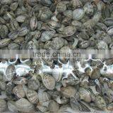 Cooked V-packed Baby Clam thumbnail-4