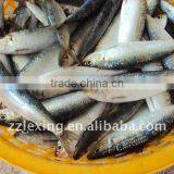 Frozen Sardine for Bait thumbnail-1