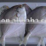 Frozen White Pomfret thumbnail-1