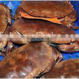 Brown Crab thumbnail-2