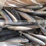 Frozen Pacific Mackerel/frozen Japanese Mackerel thumbnail-2