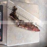 Frozen Squid thumbnail-3