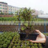 Portulacaria Afra ( Jade Plant) Bonsai Ball Shape thumbnail-3