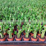 Lucky Bamboo Dracaena Sanderiana Lotus Bamboo thumbnail-5