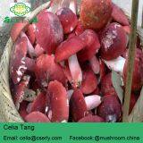 Manufacture Cancer Cure Herbs Red Mushroom thumbnail-4