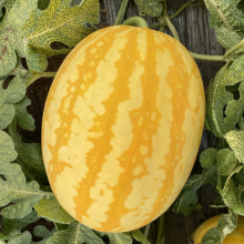 Good Flavor Hybrid Golden Yellow Rind Watermelon Seed thumbnail-4