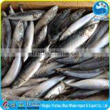 New Coming Mackerel 4-6pcs/kg