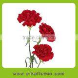 Fresh Cut flowers with vase High Quality Flower