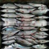 Frozen Blue Mackerel for Canning Seafood thumbnail-4
