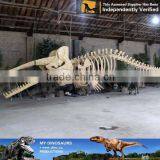 MY Dino-C060 Artificial Sperm Whale Skeleton for Sale thumbnail-5