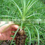 Nolina for Indoor Decoration thumbnail-3