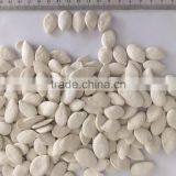 Salted Pumpkin Seeds , Roasted and Salted Snow White Pumpkin Seeds. 11cm
