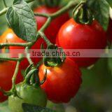 Factory Price Natural Lycopene Tomato Extract Powder thumbnail-3