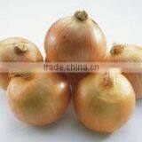 Jinxiang Yellow Onion in Low Price