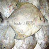 Iqf and Cleaned Cooking Maldives Dried Fish thumbnail-1