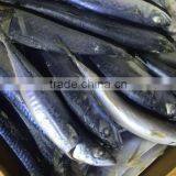 2016 Top Grade Frozen Pacific Mackerel 200g-300g thumbnail-3