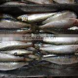Super Quality and Competitive Price Canned Fish Sardine Frozen Sardine for Canning thumbnail-3