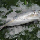 for Canning Land Frozen Good Quality Trawling Scad/horse Mackerel thumbnail-1