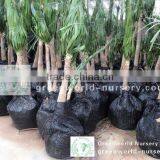 Nolina Plants thumbnail-1