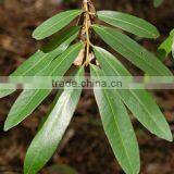 Terminilla Arjuna thumbnail-2