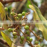 BUCHANANIA COCHINCHINENSIS thumbnail-1