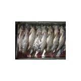 Sell Tilapia (Hong Kong)