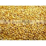 YELLOW MILLETS