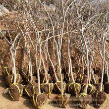 This Year, the Price of a Wisteria Sapling With a Ground Diameter of 1 Cm, a Climbing Plant in Jiangsu Area, From a Ground Cover Plant Base thumbnail-2