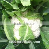 2014 F1 hybrid cauliflower seeds SXCa No.1