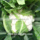 2014 F1 Hybrid Cauliflower Seeds SXCa No.1