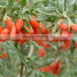 BLACK NINGXIA GOJI thumbnail-1