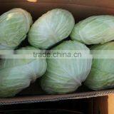 Cabbage thumbnail-1