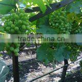 INDIAN FRESH GRAPES thumbnail-1