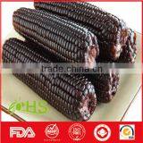 Top Quality Purple Corn for Export thumbnail-2
