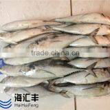 HHF A grade horse mackerel fish wholesale