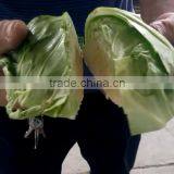 Fruit Vegetable Chinese Cabbage Half Cutting Machine Cutter thumbnail-5